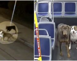 Bus Driver Spots Lost Dogs In The Cold, Gets Them Home In Time For Christmas