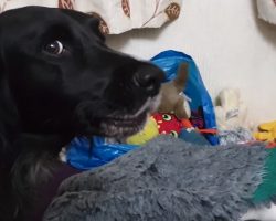Cat Steals The Dog’s Bed, And Mom Has To Hear All About It