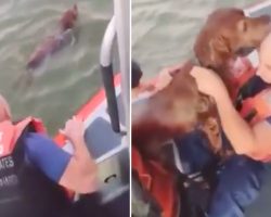 Senior Dog Found Treading Water Kisses Rescuers When Pulled Aboard The Boat