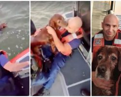 Elderly Dog Thanks Coast Guard With Kisses After They Pull Him From Choppy Sea