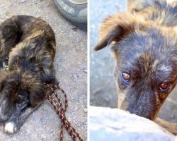 Couple On A Road Trip Finds Lonely Dog At Gas Station, Dog Begs Them To Help Her