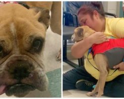 Shelter Calls Woman 10 Years After She Gave Up Hope Of Finding Lost Dog