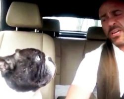Dad Decides To Sing His Own “Carpool Karaoke” With His Frenchie