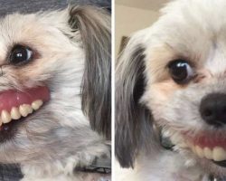 Dad Wakes Up To His Dentures Missing And His Dog Is Sporting A New Smile