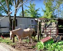 Forgotten Horse Spent His Life In Muddy Pen Where He Slowly Starved For 19 Years