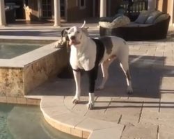 Deaf Dog Was Told He’s Not Allowed In The Pool, Throws “Oscar-Worthy” Temper Tantrum