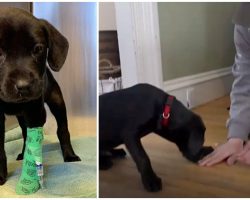 Deaf Man Adopts Deaf Dog Who Beat Parvo, Teaches Him Tricks Using Sign Language
