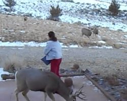 Woman Goes Out To Feed The Deer Every Day, And They Swarm From All Over