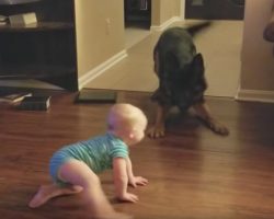 Dog And Baby Engage In A Game Of Chase That Left Mom With No Choice But To Record Them Both