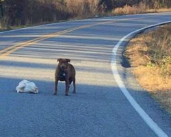 Cars Come To A Halt As Dog Proudly Flaunts His Frozen Turkey In Middle Of Road