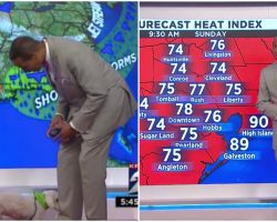 Dog Hilariously Crashed Live Weather Forecast And The Weatherman Warmly Greeted The ‘Trespasser’