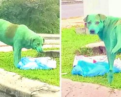 Miscreants Vandalize Dog With Green Paint, Dog Found Crying & Looking For Food