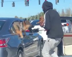 Man Gets Out Of Car At Stoplight To Introduce His Puppy To A Curious Dog