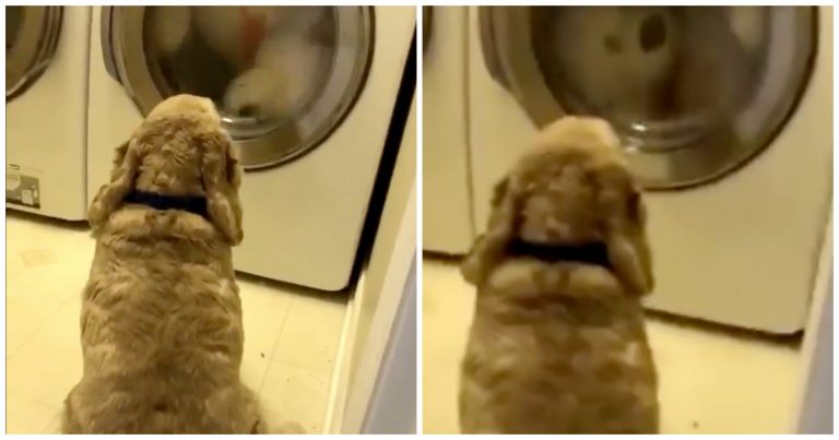 can you put teddy bears in the washing machine