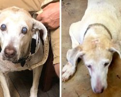 Dog Spent 7-Years At Shelter, Finally Gets Adopted And Acts Like Puppy