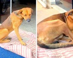 Loyal Dog Doesn’t Know His Owner Died, Still Waits Outside Hospital With Hope