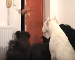 Dogs Took It Upon Themselves To Decorate For Christmas When Left Home Alone