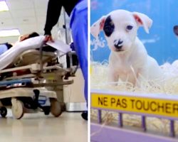 30 People Fall Sick By Drug-Resistant Bacteria Spreading From Pet Store Puppies