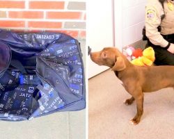Sick Owner Seals Dog In A Duffel Bag & Tosses Him Over A Fence, Wanted Him To Die