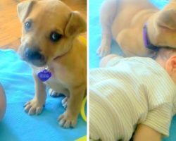 Dumped Puppy Doesn’t Know How To Lie Down And Keeps Tumbling, Finds Comfort In Baby