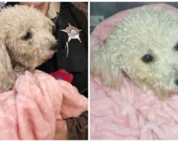 Girl Watches As Owners Try To Kill Dog By Throwing Him From Moving Vehicle