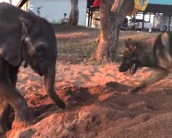 Baby Elephant Is Rejected By The Herd, Finds Companionship In A Friendly Pup
