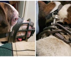 He’s Dumped In Cold & Muzzled With 16-Pound Chain Embedded Into His Neck