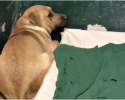Family Dumps Their Dog At A Kill Shelter For Eating Out Of The Garbage Can