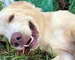 Man Fighting To Get His Dog Back After Shelter Adopted Him Out To Another Family