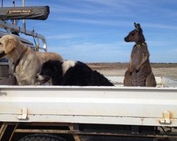 Family Rescues An Orphaned Baby Kangaroo And He Thinks He’s A Dog