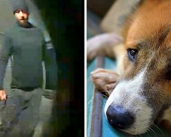 Man Mercilessly Kicks His Dog, Helpless Dog Lets Out The Most Horrifying Screams