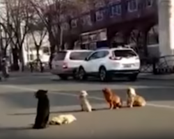 Drivers Notice Four Dogs Blocking Traffic Because Their Friend Is Down