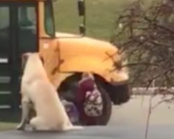 Big Dog Waits With Kids Every Morning For The School Bus To Arrive