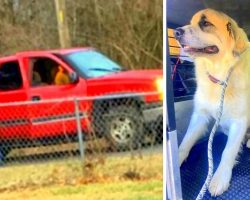Men Dump Dog In A Deserted Spot & Drive Off, Confused Dog Cries In Fear All Alone