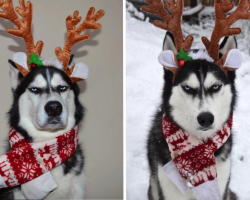Unimpressed Husky Makes For Awkward Christmas Card Photo Shoot
