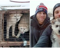 Olympic Skier Shuts Down Dog Meat Farm & Saves 90 Dogs From Being Slaughtered