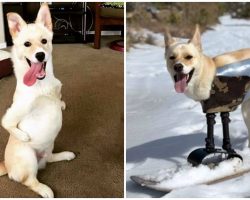‘Kangaroo’ Dog With 2 Legs Hits The Slopes, Proves Disability Won’t Slow Him Down