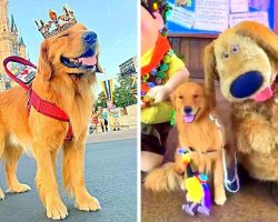 Service Dog Enjoys A Day Out In Animal Kingdom & Meets His Favorite Disney Hero