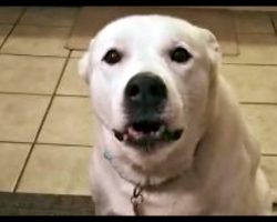 His Humans Ask Him To Speak, They Certainly Got More Than They Bargained For