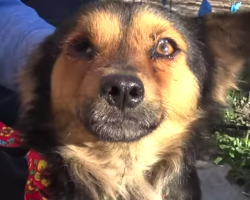 Stray Dog’s Owner Didn’t Want Him Back Because He Got A New Dog