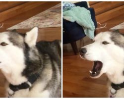 Husky Mimics His Mom When She Says “I Love You,” And Its Crystal Clear