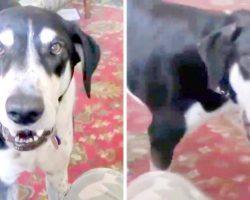 Impatient Dog Realizes He Can Talk, And The First Thing He Asks For Is A Kitten