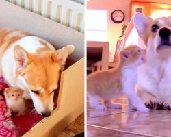 Dog Depressed After Her Puppies Die, Adopts Lonely Kitten Who Made Her Smile Again