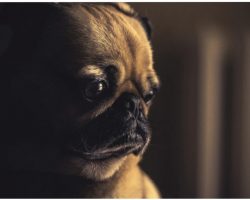 Dog Crosses The Rainbow Bridge From Widely Used Food Additive