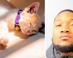 Man Stomps GF’s Cat To Death After She Breaks Up With Him, Dumps Body In Dumpster