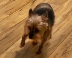 Jealous Little Yorkie “Devises A Plan” To Get Her Owner’s Attention