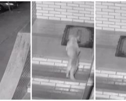 Injured Homeless Pup Sneaks Into Family’s Home Hoping They Adopt Her
