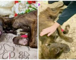 Owners Repeatedly Harm Dog To “Near Death” & Dump Him At Animal Shelter