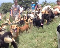 There’s A Shelter Called ‘Land Of The Strays,’ And It’s Paradise For Dogs