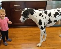Little Girl Tries To Teach Her Great Dane To Sit For Treats & She’s ‘Thrilled’ When It Works